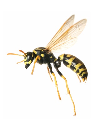 Paper Wasp dangling legs