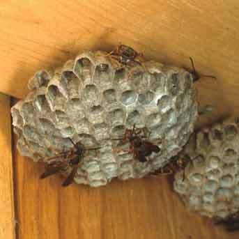 Paper Wasp Nest