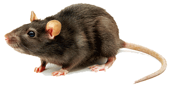 Roof Rat Extermination in Sonoma County CA