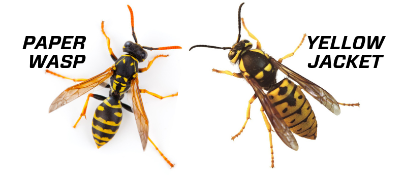 Paper Wasp Yellow Jacket